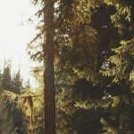 cover_northern_ca