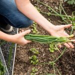 STEM Kitchen and Garden